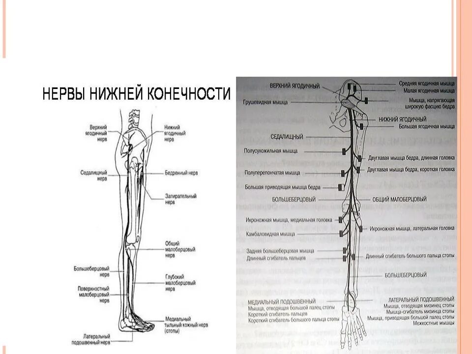 Расположение нервов на ноге человека схема Презентация на тему: ТОПОГРАФИЧЕСКАЯ АНАТОМИЯ НИЖНЕЙ КОНЕЧНОСТИ