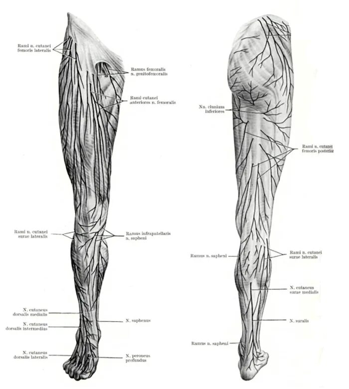 Расположение нервов на ноге человека схема Перейти на страницу с картинкой