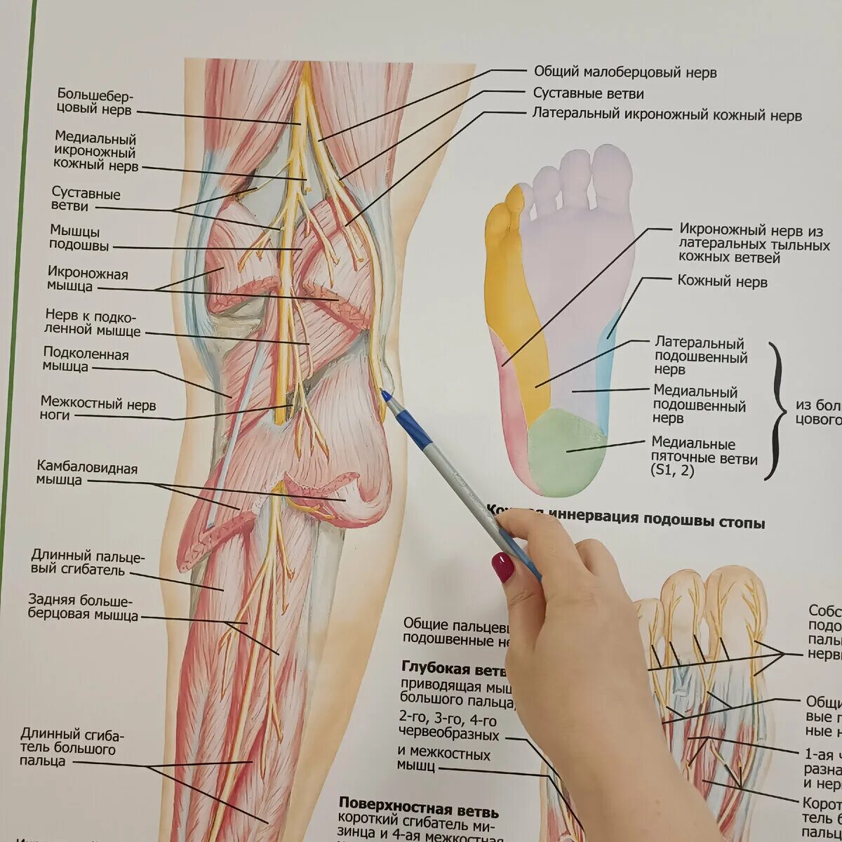 Расположение нервов на ноге человека схема Онемение ног. Причины. Чем себе помочь? Фибулярный синдром. Лечимся с нами, лечи