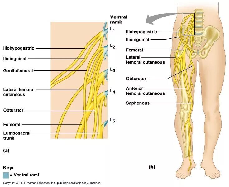 Расположение нервов на ноге человека схема Nervous System - Neuroanatomy Nerve, Spinal nerve, Peripheral nerve