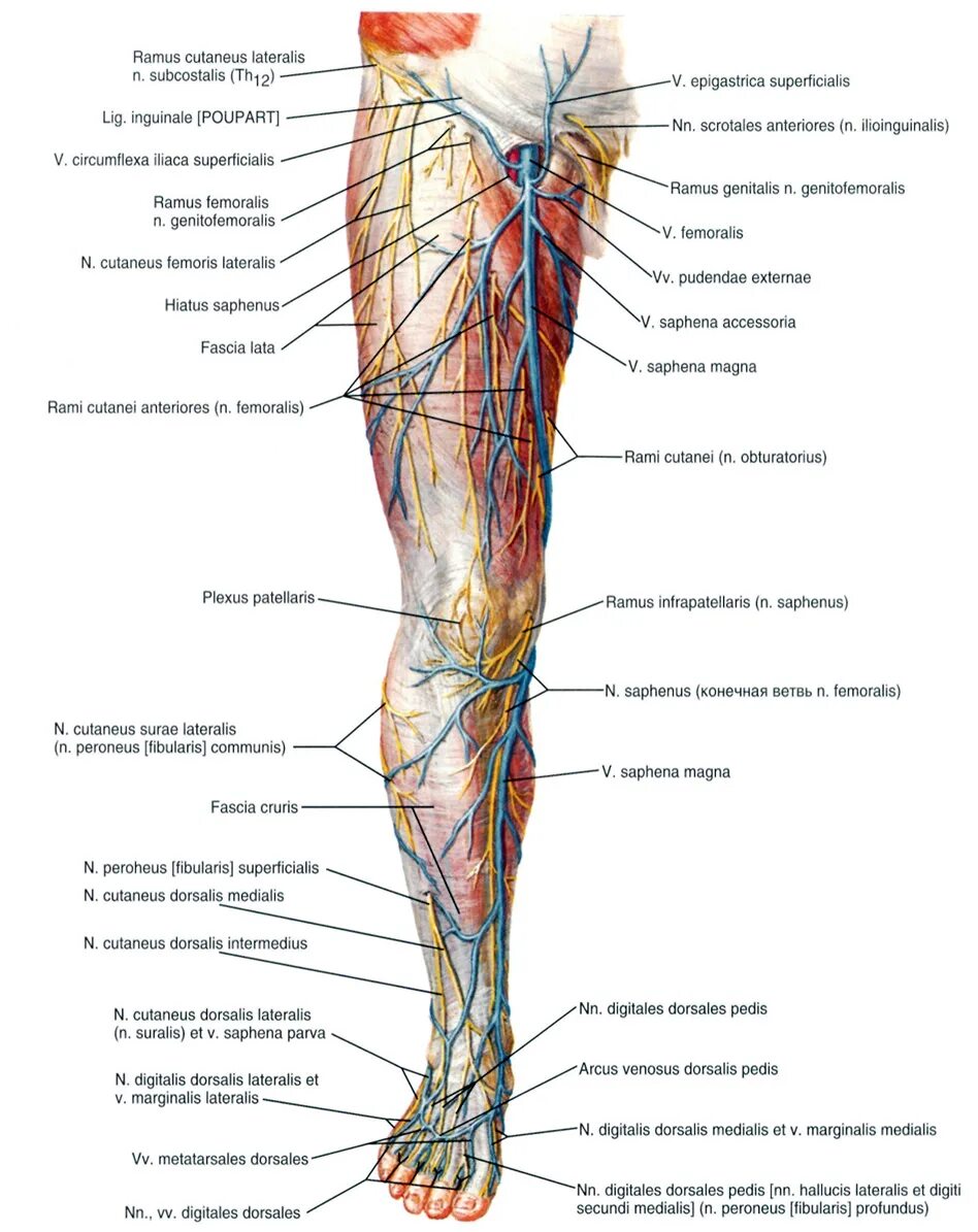 Расположение нервов на ноге человека схема Анатомия вен нижних конечностей. УЗИ анатомия вен нижних конечностей