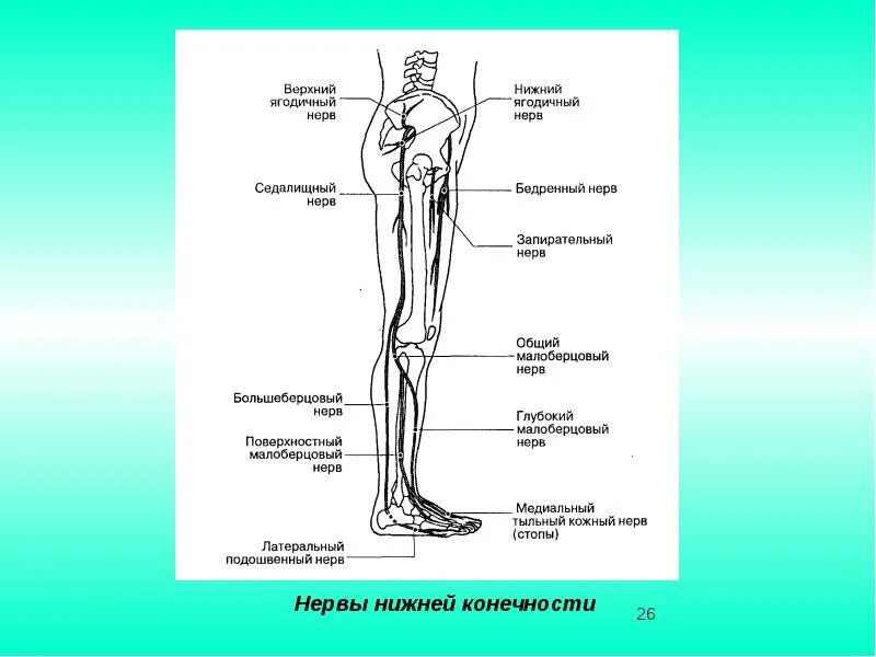 Расположение нервов на ноге человека схема Спинномозговые нервы и сплетения. Области иннервации