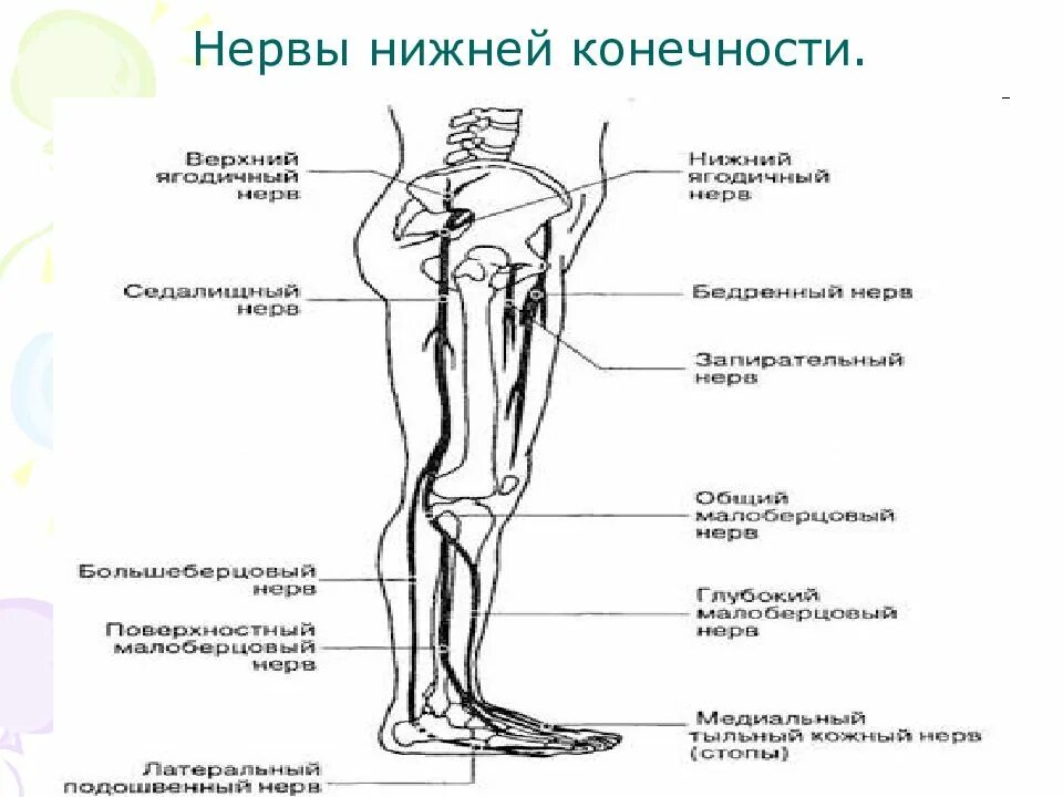 Расположение нервов на ноге человека схема Нервы нижней конечности