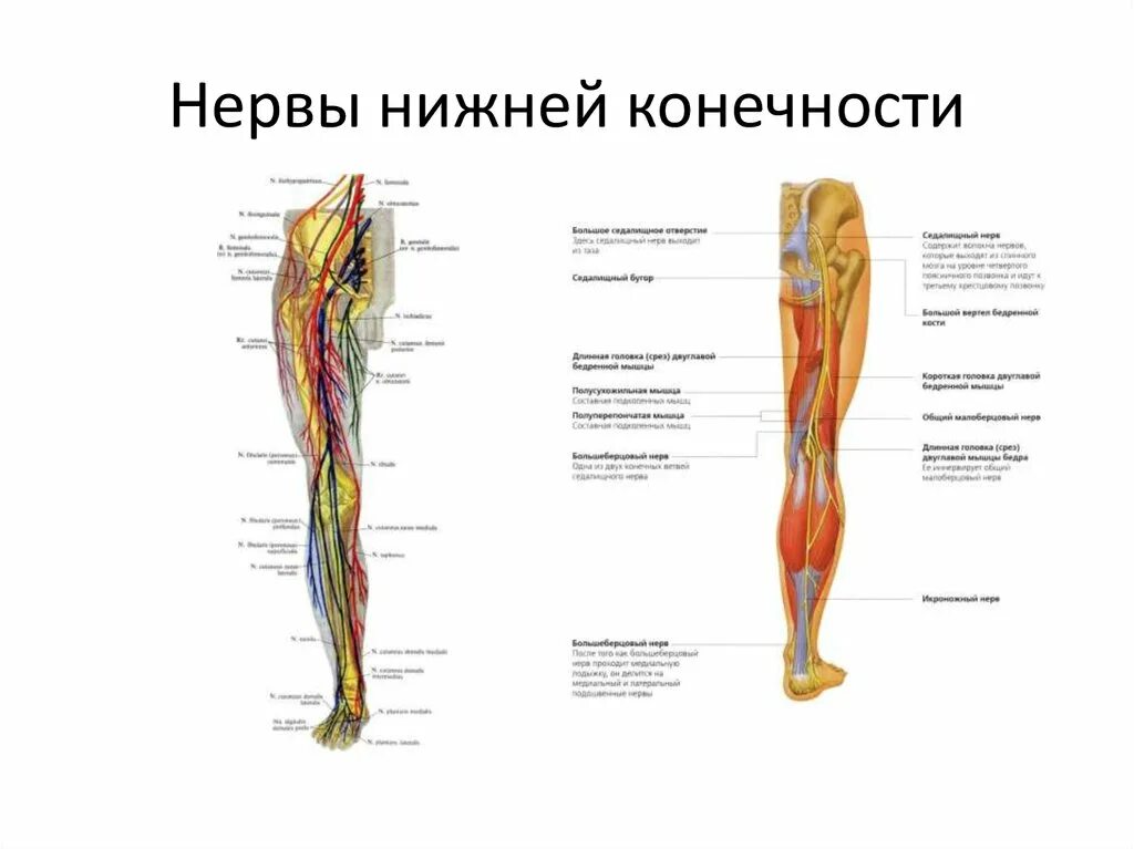 Расположение нервов на ноге человека схема Нервы ноги: найдено 87 изображений