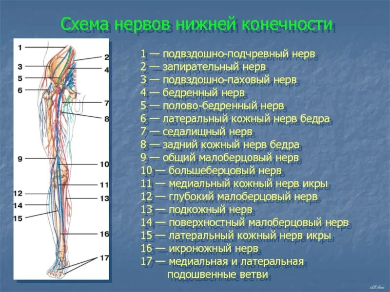 Расположение нервов на ноге человека схема Нервная система нижней конечности