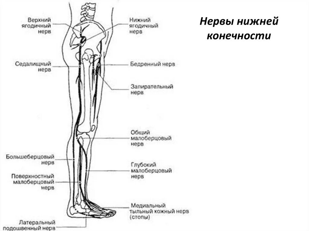 Расположение нервов на ноге человека схема Схема колена ноги человека