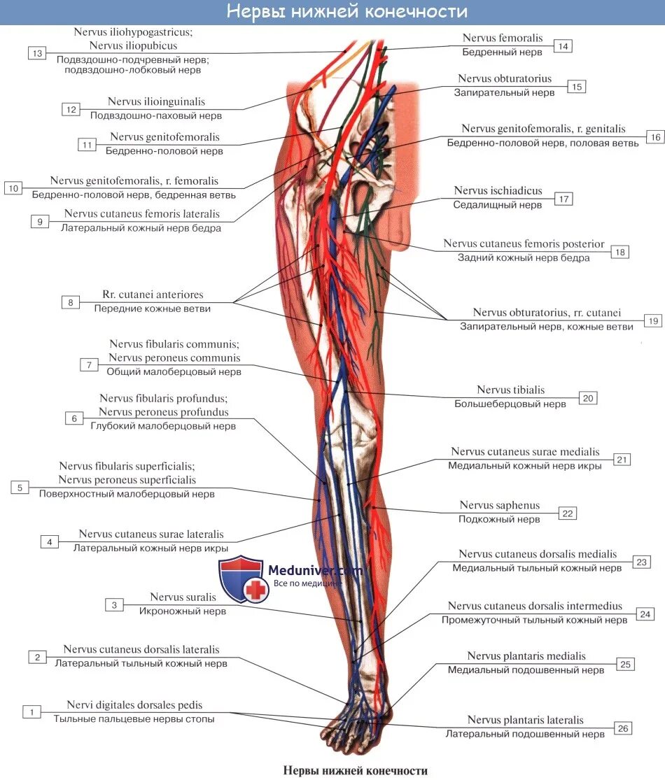 Расположение нервов на ноге человека схема Нейропатии подвздошно-подчревного, подвздошно-пахового и бедренно-полового нерво