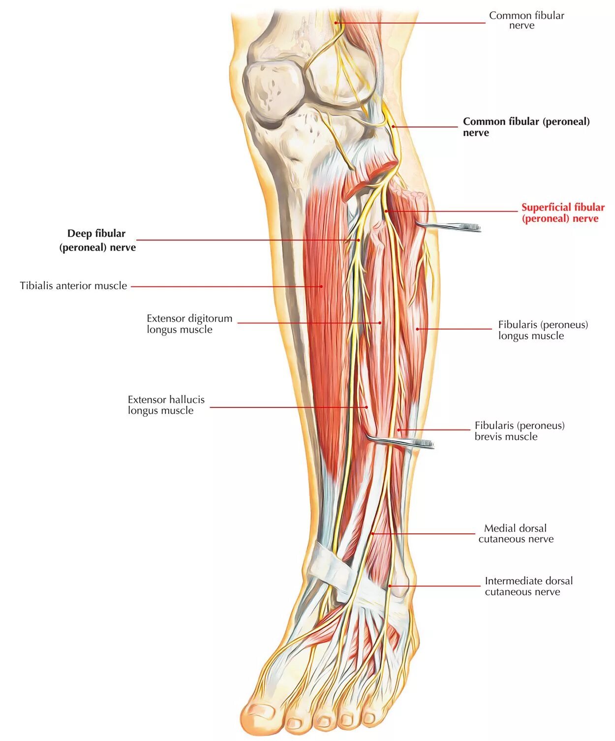 Расположение нервов на ноге человека схема Anterior leg muscles/nerves Nerves in leg, Common fibular nerve, Basic anatomy a