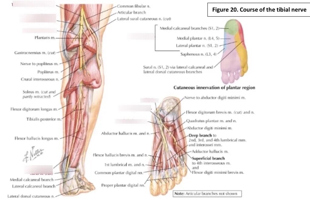 Расположение нервов на ноге человека схема MSCT Week 4: Course of the Tibial Nerve Diagram Quizlet