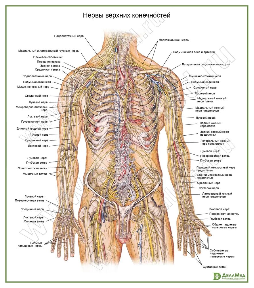 Расположение нервов на теле человека схема Нервы верхних конечностей, плакат матовый/ламинированный А1/А2 " купить, цена в 
