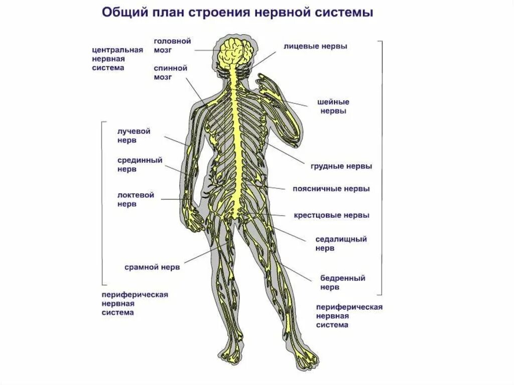 Расположение нервов на теле человека схема Строение нервной системы человека фото Shkola-2.ru