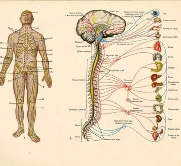 Расположение нервов на теле человека схема Биогимнастика Аллы Гречихо
