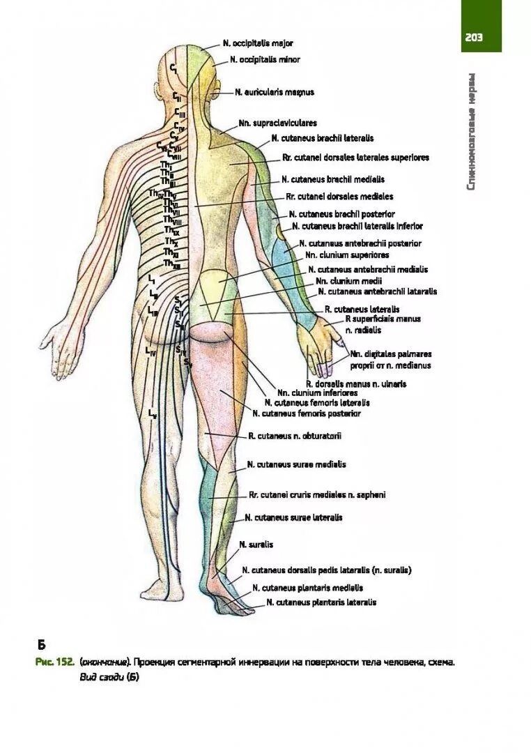 Расположение нервов на теле человека схема Книга: "Анатомия человека. Атлас. Учебное пособие. В 3-х томах. Том 3. Учение о 