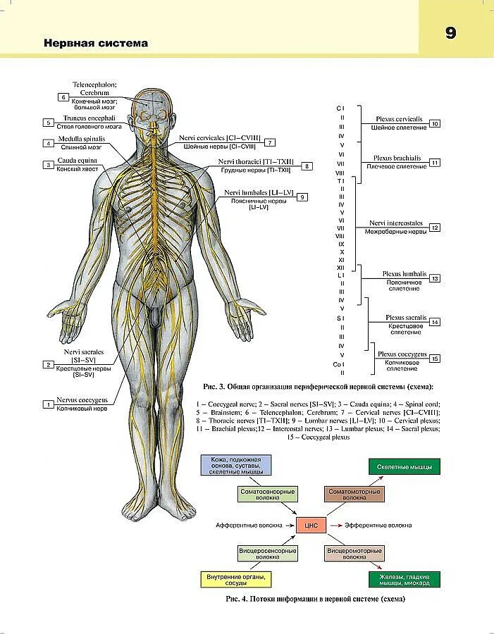 Расположение нервов на теле человека схема Атлас Анатомия человека Том 3 в 3 томах Нервная система Билич, Крыжановский - ку