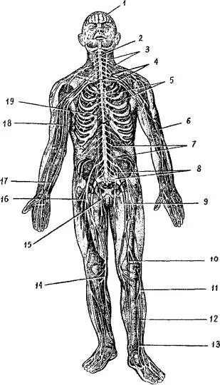 Расположение нервов на теле человека схема Анатомия и физиология человека (с возр. особ. детск. орг.)Сапин, Сивоглазов В.И_