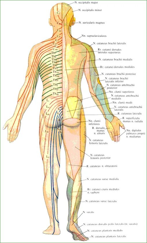 Расположение нервов на теле человека схема Расположение нервов на теле человека схема - TouristMaps.ru