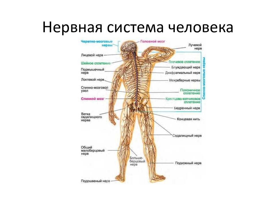 Расположение нервов на теле человека схема Цнс органы и функции