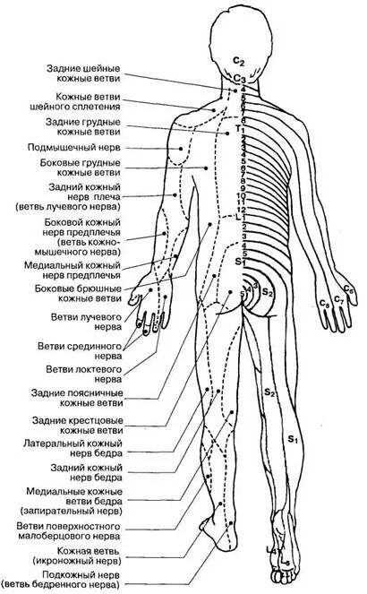 Расположение нервов на теле человека схема 2.2. Спинномозговые нервы, их производные и области иннервации