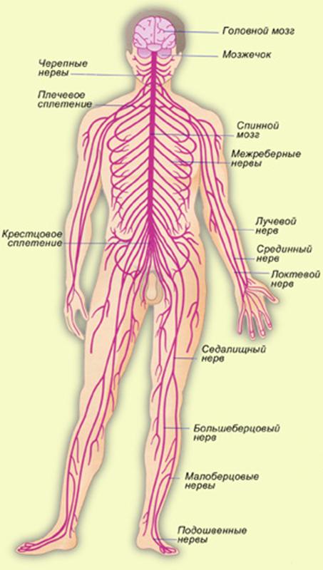 Расположение нервов на теле человека схема Ответы Mail.ru: Как позвоночник связан с нервами?