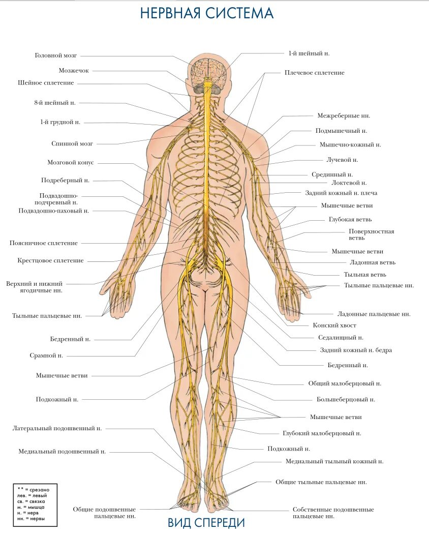 Расположение нервов на теле человека схема Периферическая нервная система Энциклопедия альтернативной медицины Fandom