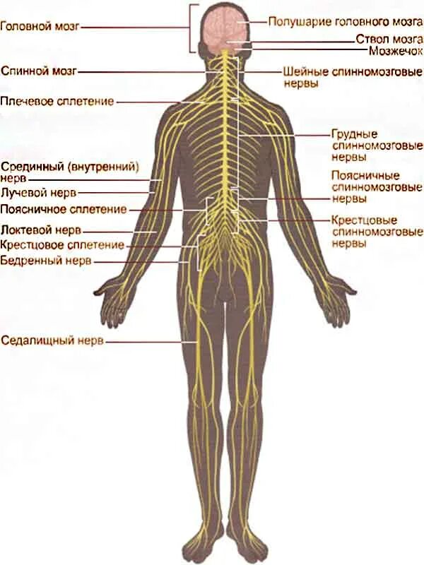 Расположение нервов на теле человека схема Анатомия нервной системы