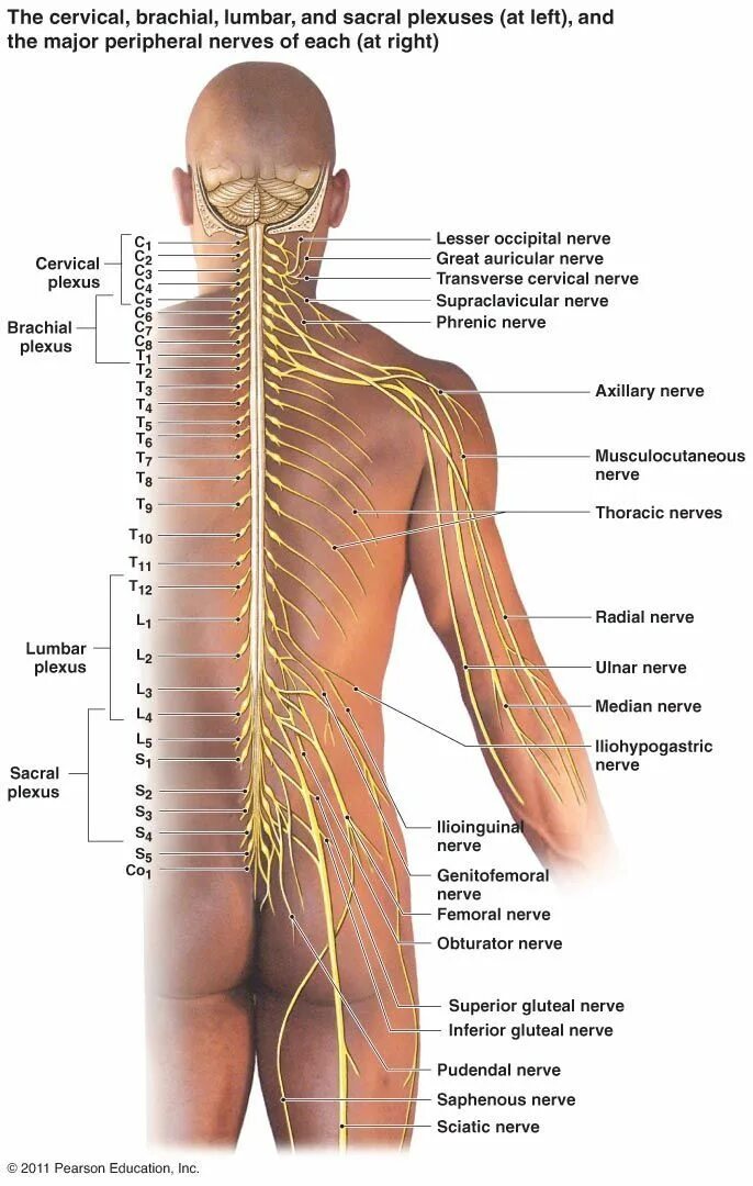 Расположение нервов на теле человека схема Peripheral Nervous System Components Spinal Nerves (31 pairs) Diagram #sciaticne