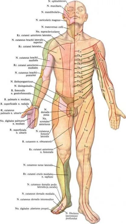 Расположение нервов на теле человека схема Где теле