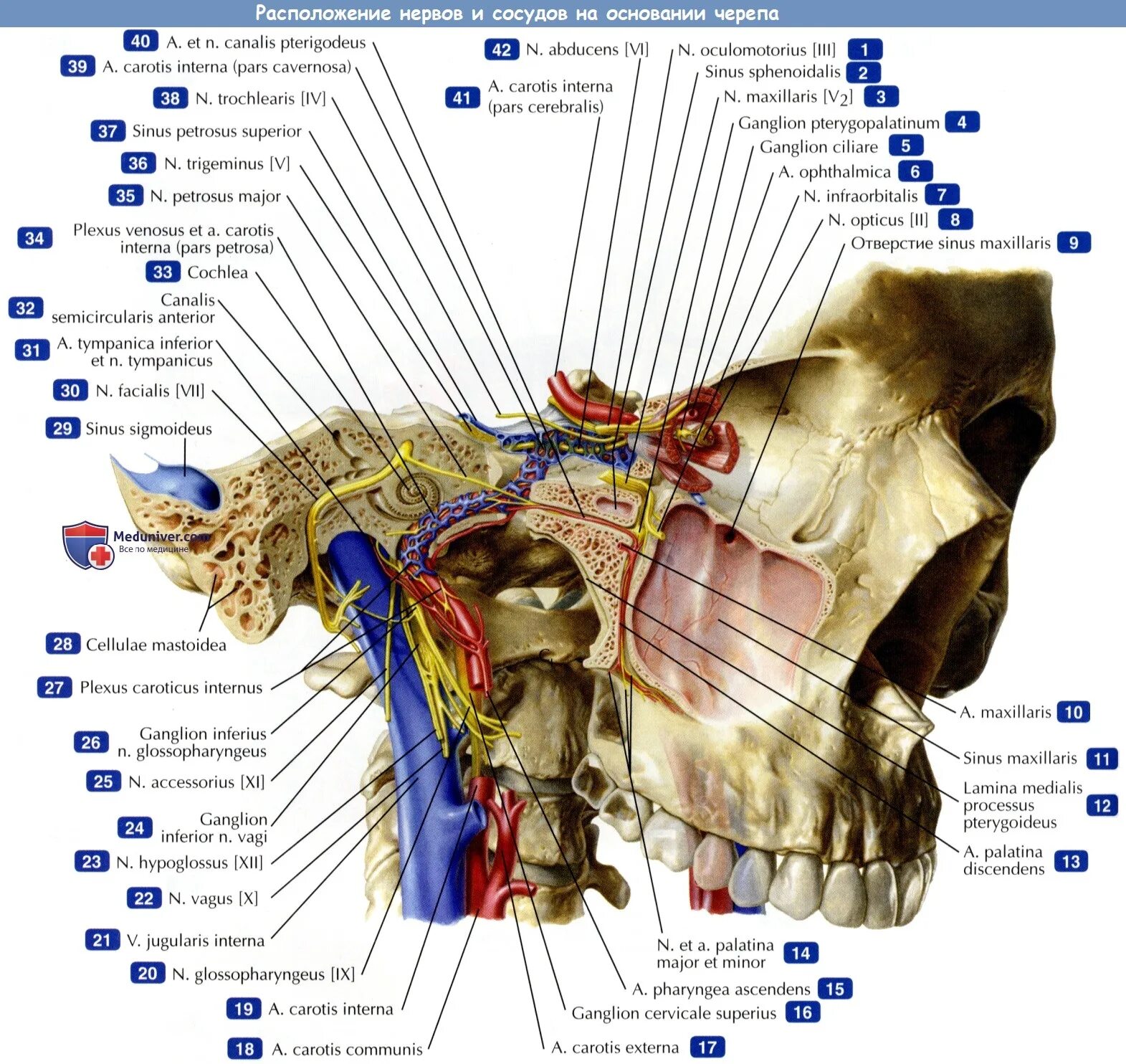 Расположение нервов схема Расположение нервов и сосудов на основании черепа - по атласу анатомии
