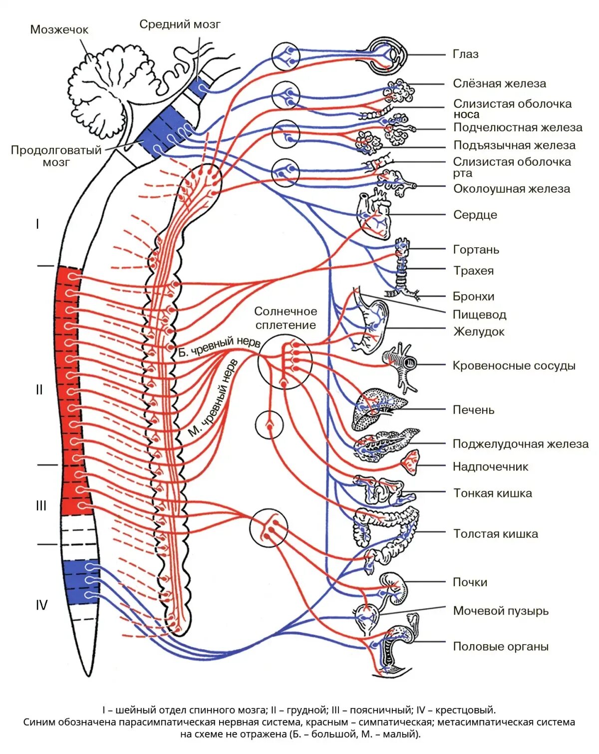 Расположение нервов схема Вегетативная нервная система. Большая российская энциклопедия