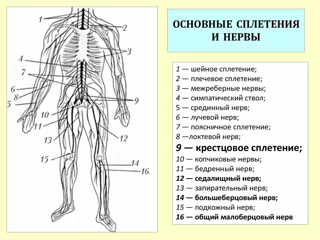 Расположение нервов схема Спинномозговые нервы в нервной системе: найдено 87 изображений