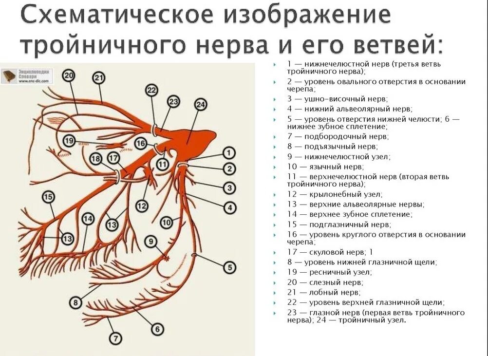 Расположение нервов схема Третий нерв тройничного нерва