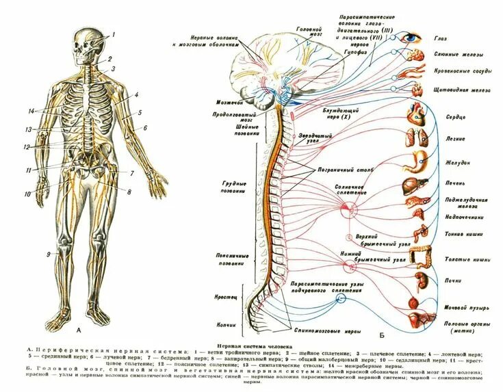 Расположение нервов схема Нервные узлы Sketches, Map, Humanoid sketch