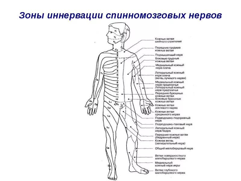 Расположение нервов схема Периферическая нервная система