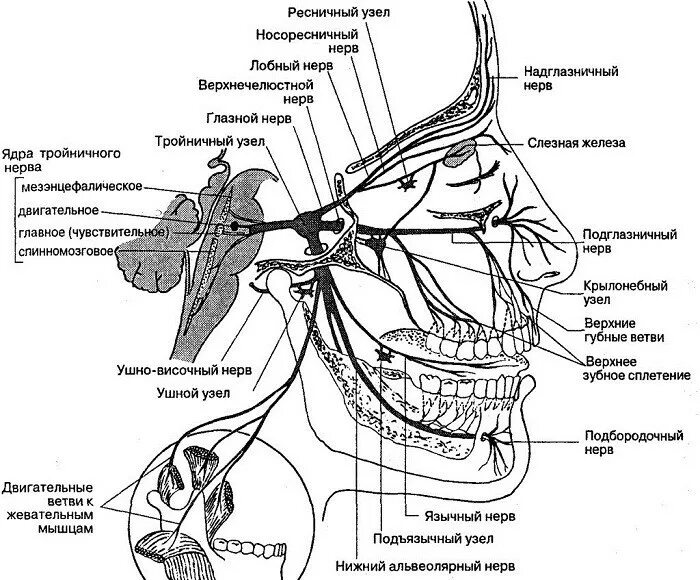 Расположение нервов схема Анатомия системы тройничного нерва и ее патологии