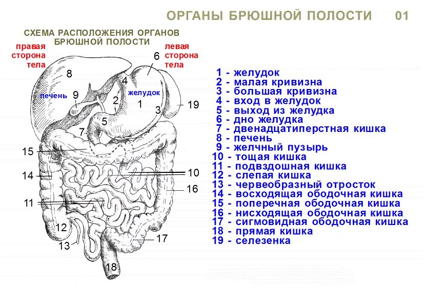 Расположение органов человека схема Анатомия человека. Строение и расположение внутренних органов человека. Органы г