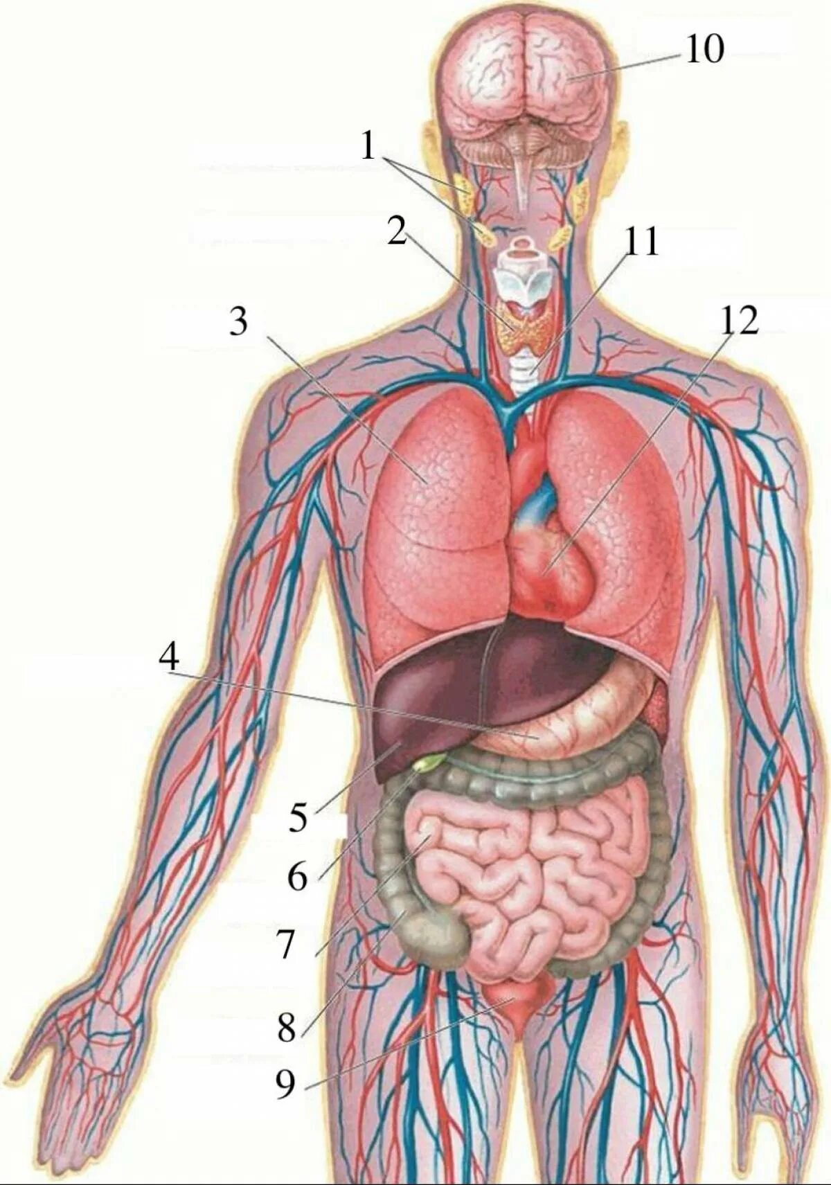 Расположение органов человека схема Внутренний организм человека фото