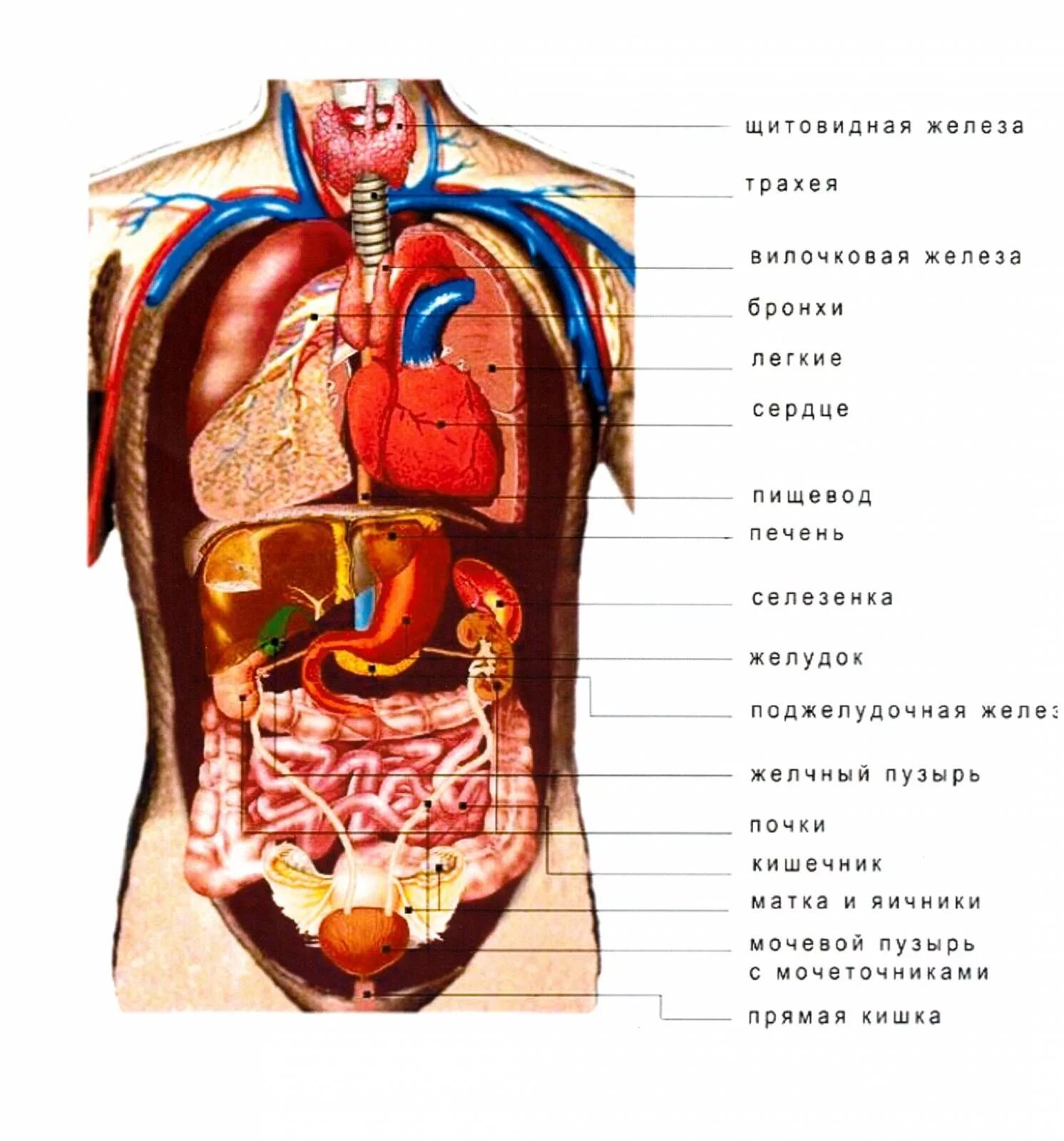 Расположение органов человека схема Уроки биологии, Учащиеся медучилища, Анатомия и физиология