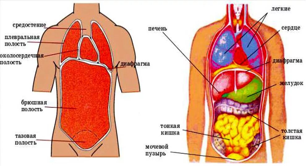 Расположение органов человека схема Схема Человека С Внутренними Органами - 64 фото