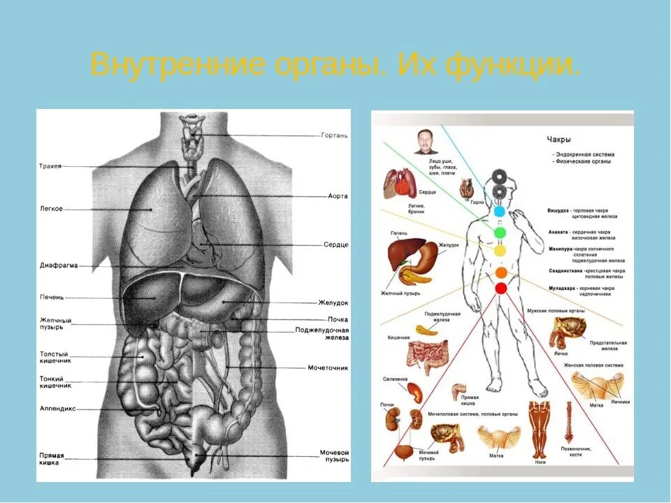 Расположение органов человека схема мужчина спереди Расположение фото - DelaDom.ru