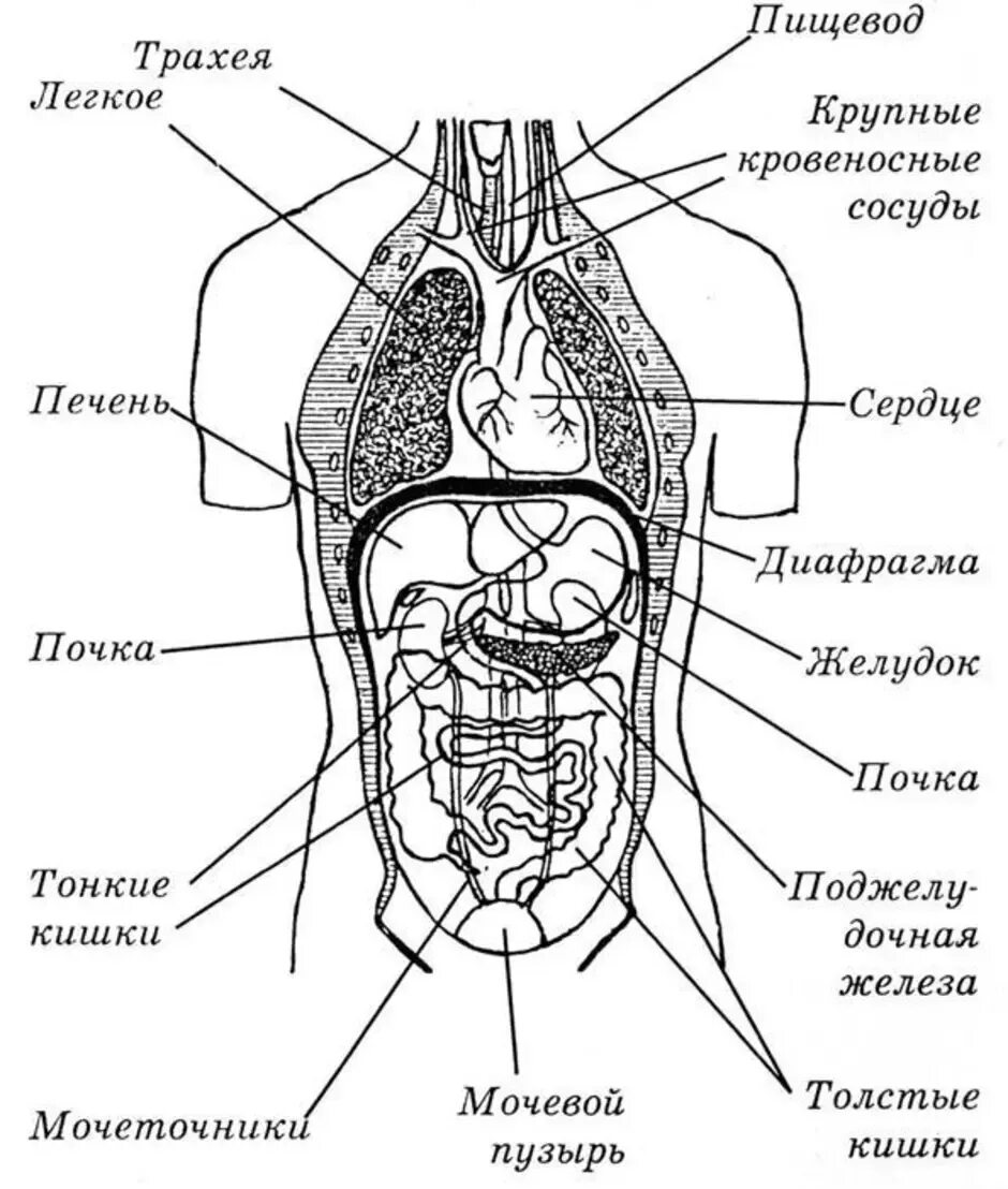 Расположение органов человека схема мужчина спереди Какие органы у мужчин: найдено 88 изображений