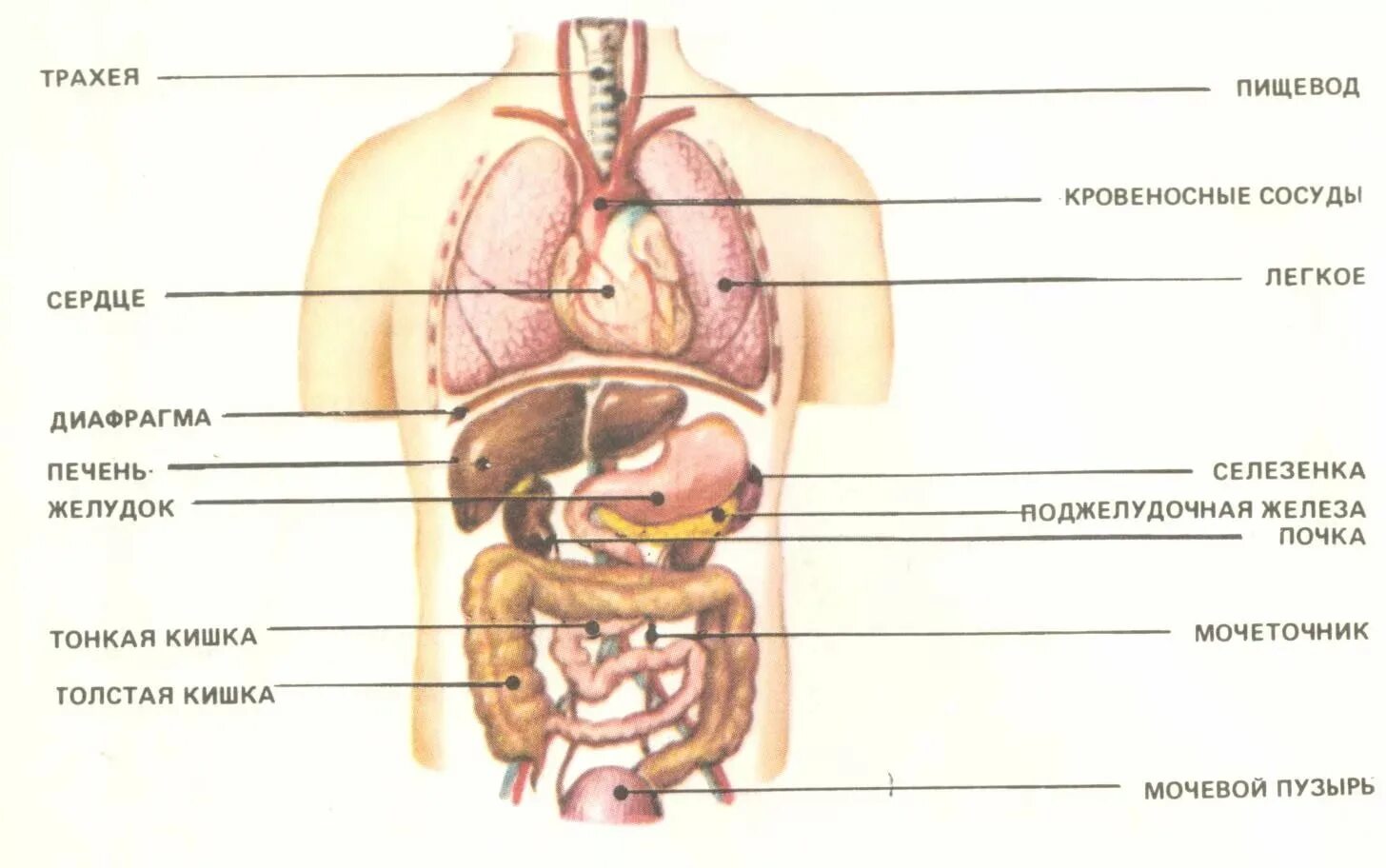Расположение органов человека схема мужчина спереди Внутренние органы состоят из: найдено 89 изображений