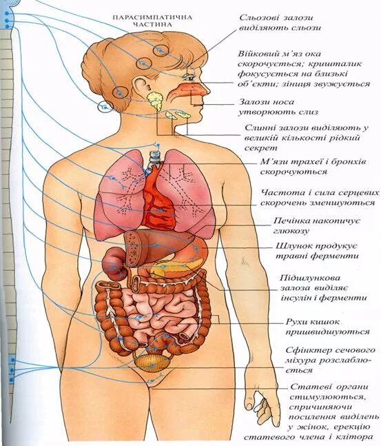 Расположение органов человека схема мужчина спереди Органы человека с правой стороны у мужчины: найдено 88 изображений