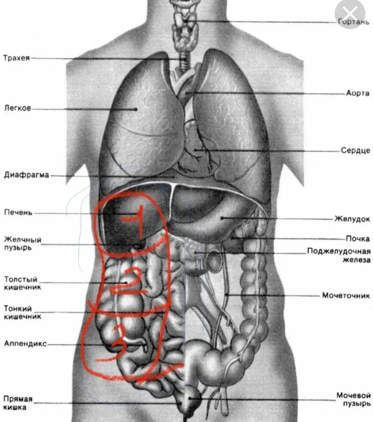 Расположение органов человека схема мужчина спереди Картинки Строение человека (25 шт.) - #5162