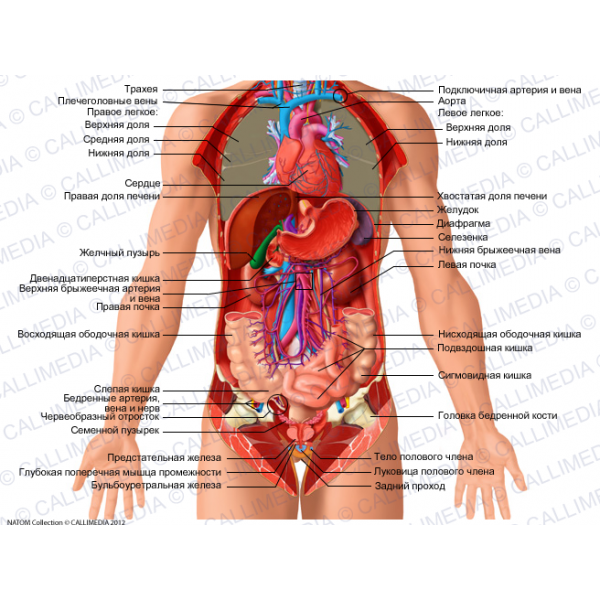 Расположение органов человека схема мужчина спереди Pin on Anatomie