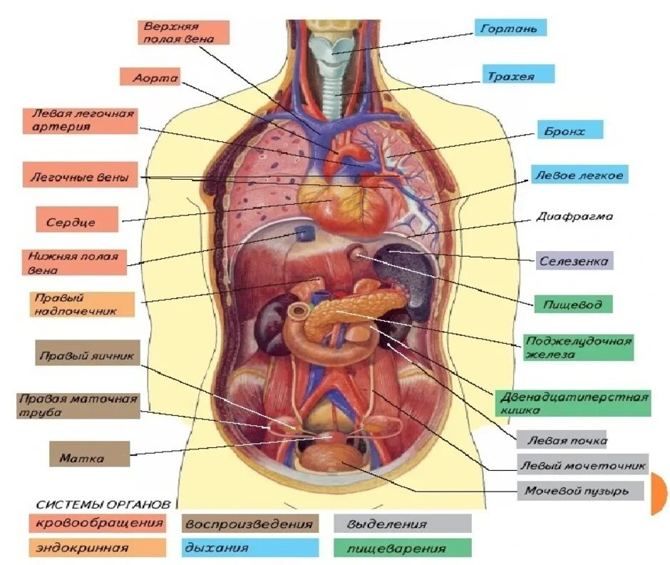 Расположение органов человека схема мужчина спереди Расположение фото - DelaDom.ru