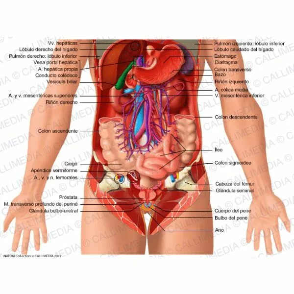 Расположение органов человека схема мужчина спереди Anatomía de superficie del abdomen Cavidades del cuerpo, Cuerpo humano anatomia,