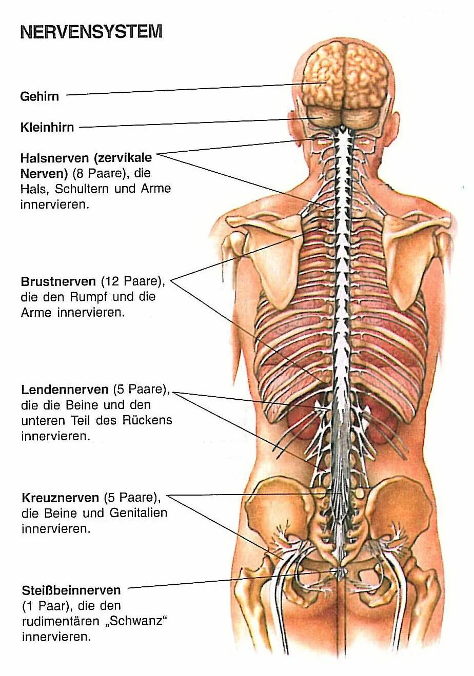 Расположение органов человека схема со спины nerven ANATOMY Medizin, Biologie und Arbeitsblätter