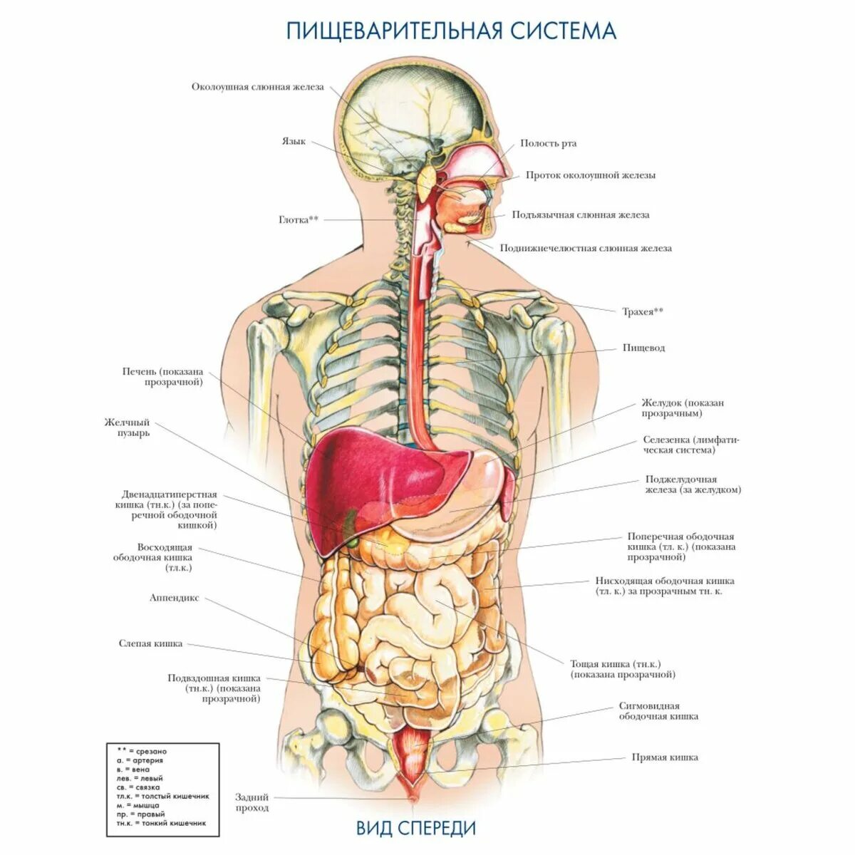 Расположение органов человека схема со спины ❌ Желудок и холка - где связь? Об этом не расскажут врачи! Международная Академи