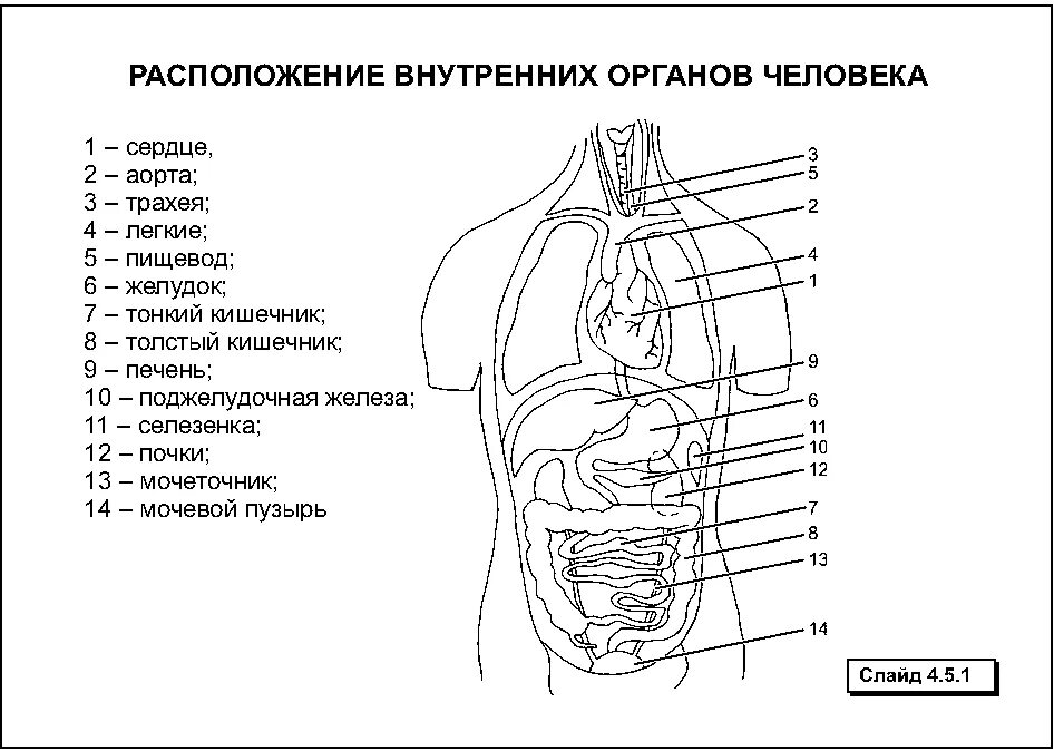 Расположение органов человека схема со спины Строение человека внутренние внутреннее строение 3 - найдено 89 картинок