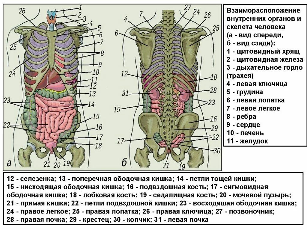 Расположение органов человека схема со спины Pin on здоровье